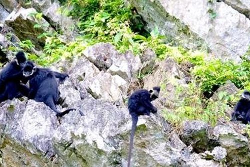 Linh trưởng quý hiếm ở 'vương quốc' đá vôi
