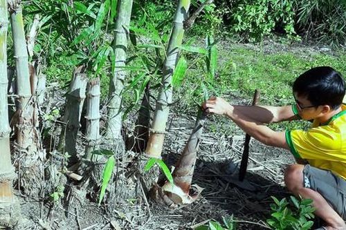 Mưu sinh giữa đại ngàn: Trĩu nặng gánh lộc rừng