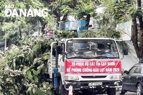 Cần bảo đảm kỹ thuật khi cắt tỉa cây xanh