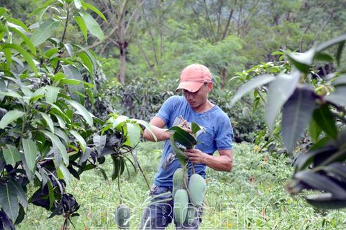 Liên kết sản xuất và tiêu thụ xoài tại Mường Ảng