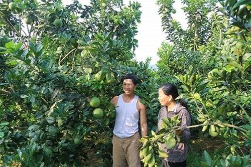 Hiệu quả trồng cây có múi ở Yên Lập