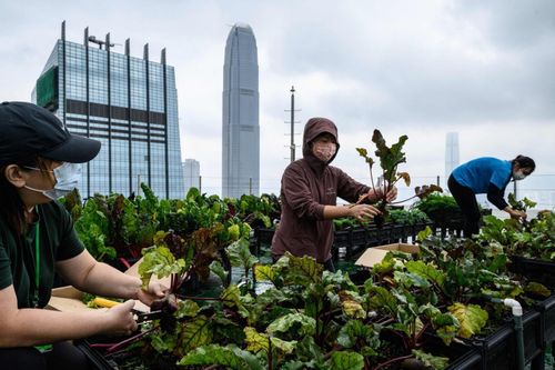Trồng rau sạch trên nóc nhà cao tầng ở Hong Kong