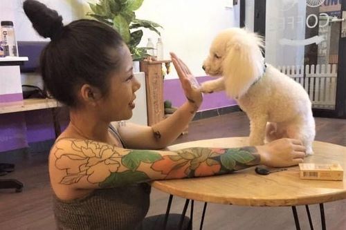 Lên phương án chăm sóc thú nuôi trước nguy cơ bị cách ly