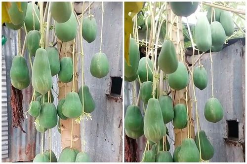Cây đu đủ mọc quả siêu dị, chủ nhân định giá nghe mà 'choáng'