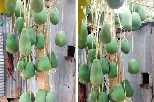 Tròn mắt cây đu đủ sai trĩu quả được định giá 7 tỷ