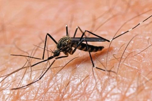 Ca tử vong đầu tiên tại Mỹ do virus Tây sông Nile lây truyền qua muỗi