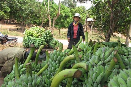 Nông dân Việt 'khóc ròng' với vườn chuối bên...Lào
