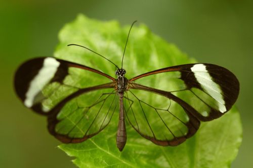 Khả năng ngụy trang đáng kinh ngạc của loài bướm