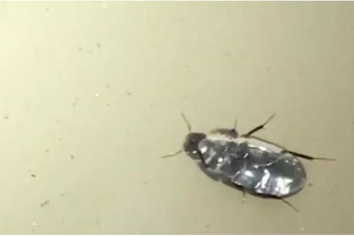 Phát hiện loài côn trùng có khả năng đi lộn ngược dưới mặt nước