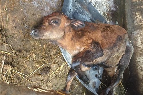 Quảng Ngãi: Dịch bệnh ở đàn gia súc hoành hành, cán bộ thú y lại phải cách ly y tế