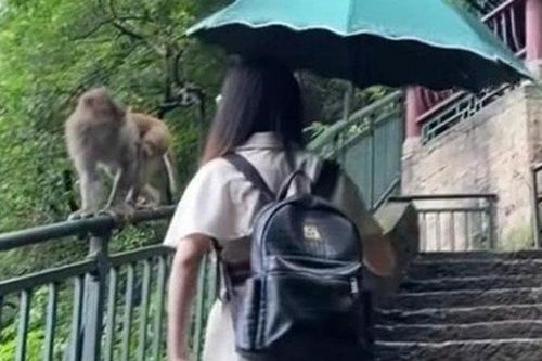 'Cười đau bụng' trước cảnh cô gái cãi nhau với… khỉ vì bị 'cướp trà sữa'