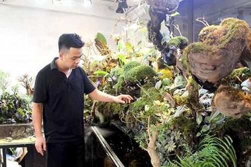 Thú chơi thủy sinh 'mê hoặc' giới trẻ