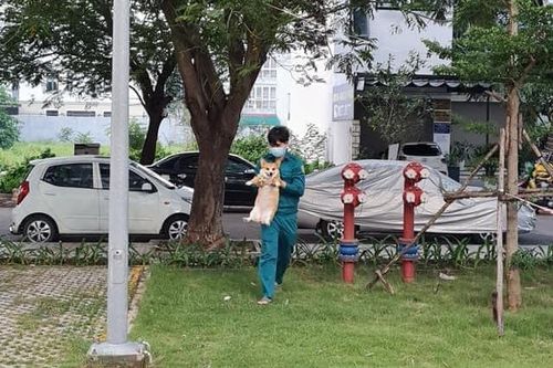 Đi chơi khi đang phong tỏa, chú chó được bế về ở TP.HCM