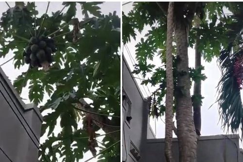 Cây đu đủ bị gãy bỗng đâm thêm 2 nhánh... sống lại kỳ lạ suốt 20 năm