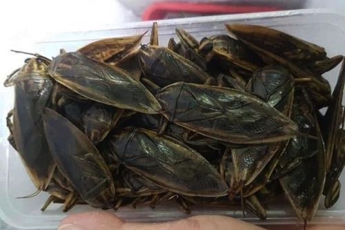 Hà Nội: Rộ 'mốt' săn lùng côn trùng về ngâm mắm