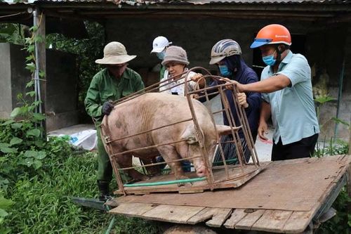 'Nhà còn con lợn 120kg, tôi mang tới ủng hộ người dân TP.HCM'