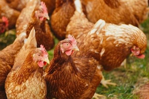 Bình Phước ban hành công văn khẩn siết chặt tuyến biên giới phòng chống bệnh cúm gia cầm A/H5N8