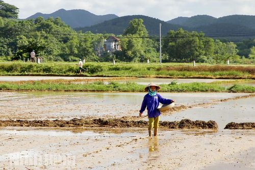 Nho Quan, tập trung gieo cấy lúa mùa trong khung thời vụ tốt nhất