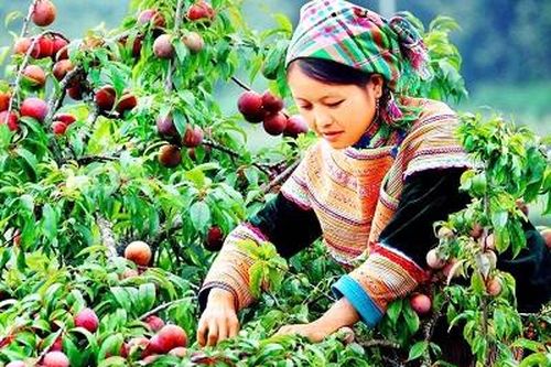 Mộc Châu mùa mận chín