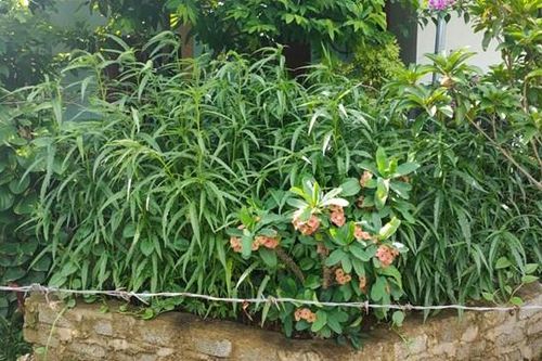 Trồng cần sa sau vườn nhà, sắp đến ngày thu hoạch thì bị phát hiện