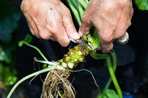 Trang trại trồng 'wasabi thật' lớn nhất Nhật Bản