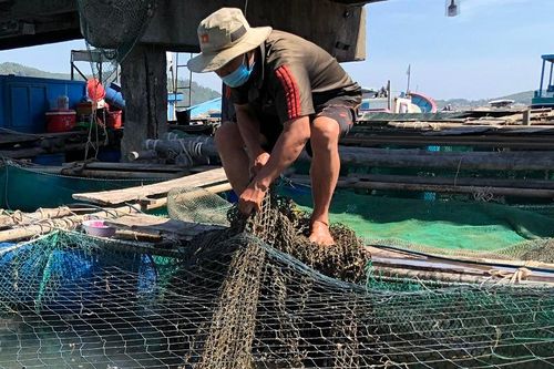 Quảng Ngãi: Nuôi trồng thủy sản gặp khó vì Covid-19