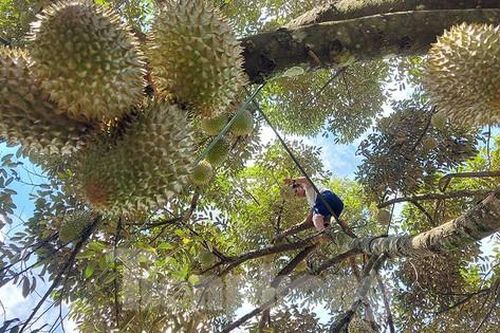 Ăn sầu riêng ai cũng xuýt xoa, nhưng nhìn hái sầu ai cũng thót tim