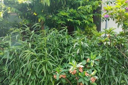 Phát hiện hộ dân mua hạt giống cần sa gieo trồng ở vườn nhà