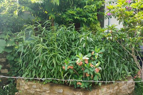 Mua cần sa về trồng tại vườn nhà, chuẩn bị thu hoạch thì bị phát hiện