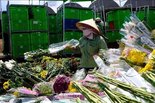 Hoa Đà Lạt không xuất khẩu được sang Australia do vướng quy định