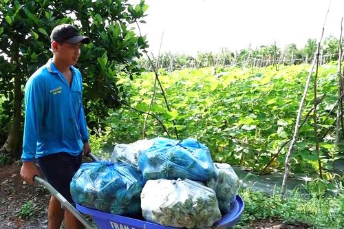 Vĩnh Chánh hướng đến sản xuất và liên kết tiêu thụ rau màu