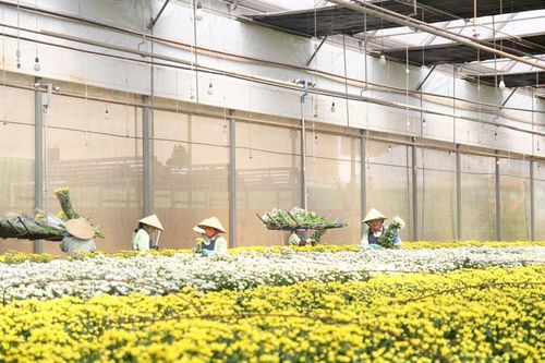 Lâm Đồng có bản quyền giống hoa