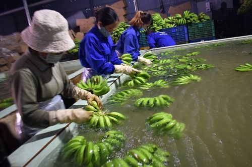 Xuất khẩu 20 tấn chuối Laba sang Mỹ