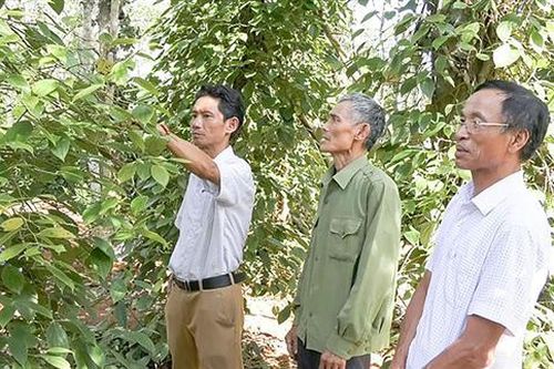 Cựu chiến binh Vĩnh Linh tích cực phát triển kinh tế gia đình