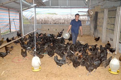 Gấp rút ngăn chặn nguy cơ xâm nhiễm dịch cúm gia cầm type A/H5N8