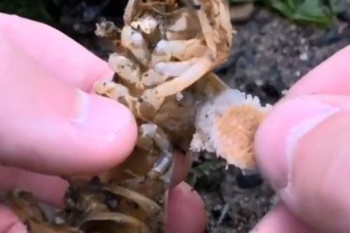 Bắt ký sinh trùng để cứu tôm hùm
