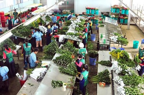 Cục Bảo vệ thực vật thông tin việc hoa Đà Lạt không xuất được sang Australia