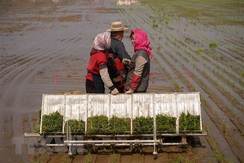Triều Tiên đối mặt khủng hoảng lương thực trầm trọng nhất 10 năm qua