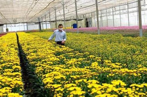 700 nghìn cành hoa cúc xuất khẩu phải hủy bỏ vì vướng quy định