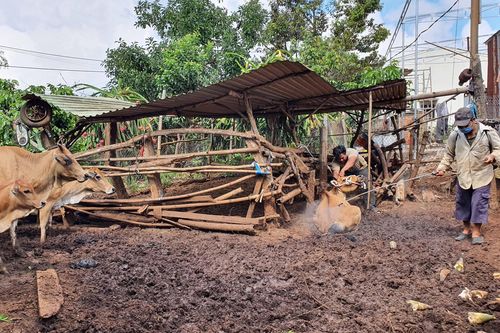Pleiku: 9 phường, xã công bố dịch viêm da nổi cục trên trâu, bò