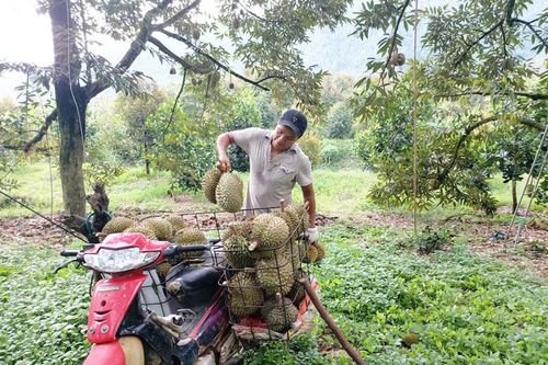 Dán tem cho sầu riêng Đạ Huoai