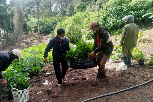 Đà Lạt: Giải tỏa hơn 1.500 mét vuông đất lâm nghiệp bị lấn chiếm