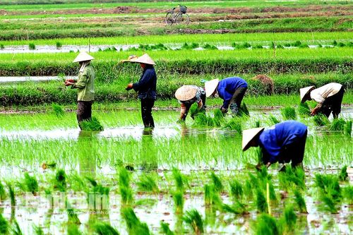 Sản xuất vụ mùa đảm bảo trong khung thời vụ tốt nhất