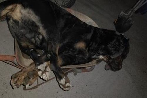 Rắn hổ mang cắn chết chó Pitbull nặng gần 60kg