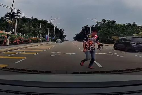 Tài xế dừng xe giữa đường cứu mèo ở Malaysia