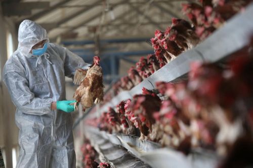 Trung Quốc phát hiện người mắc cúm gia cầm H5N6