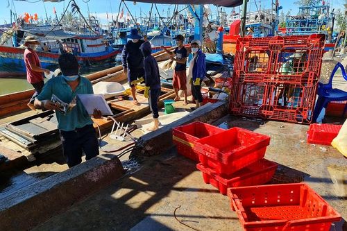 Ngư dân Quảng Ngãi thiệt hại nặng vì Covid-19