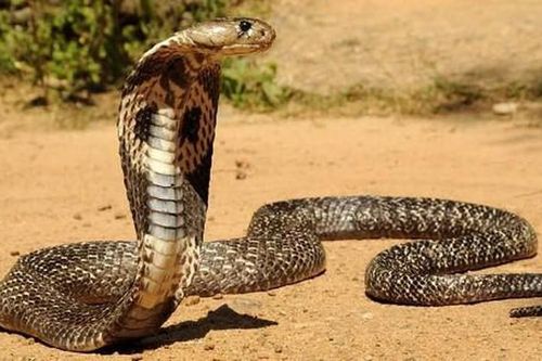 Rắn hổ mang bò vào nhà, suýt tấn công trẻ nhỏ