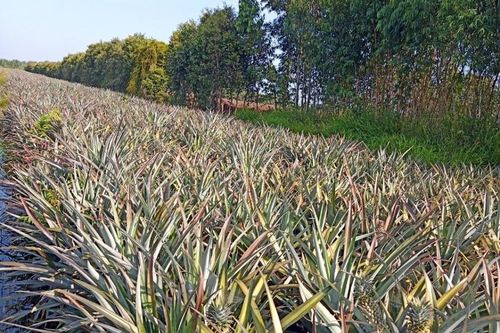 Nông dân trồng khóm 'kêu trời' vì không thu hoạch được
