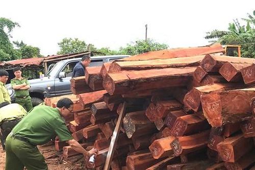 Vụ bắt chủ doanh nghiệp gỗ ở Gia Lai: Phát hiện sổ sách mua bán 1,2 nghìn m3 gỗ trái phép